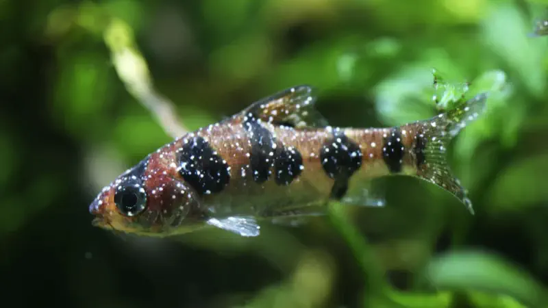 White salt-grain spots on fins and body