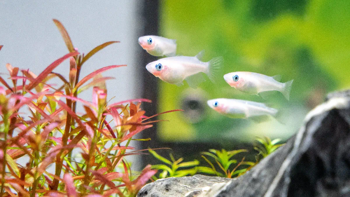 Indoor medaka aquarium tank