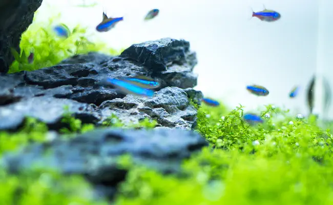 Iwagumi Aquascaping