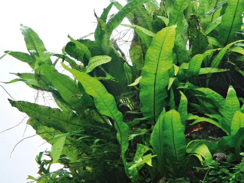 Java Fern