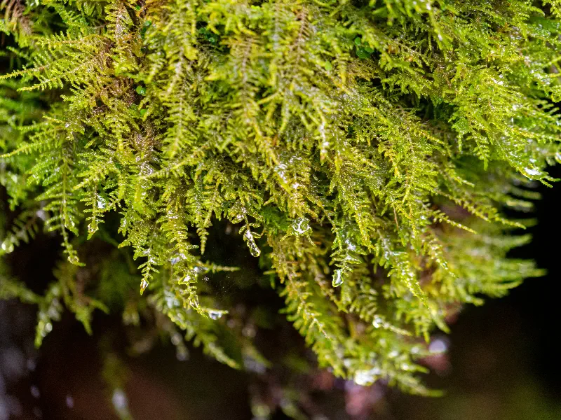 Java Moss