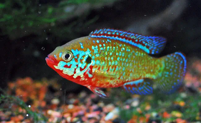 Jewel Cichlid