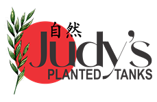 Judy's Planted Tanks