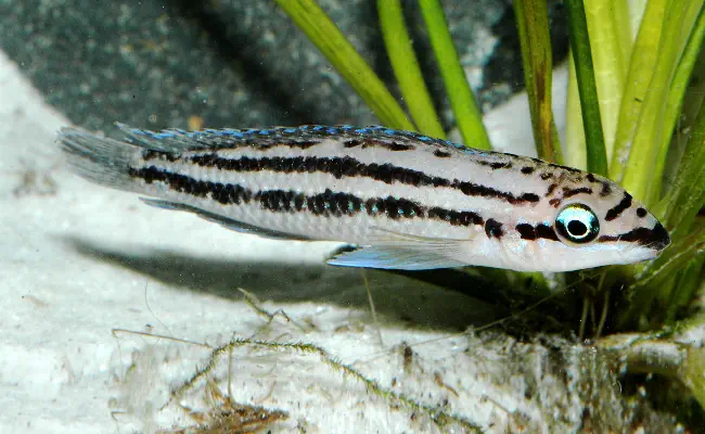 Julidochromis