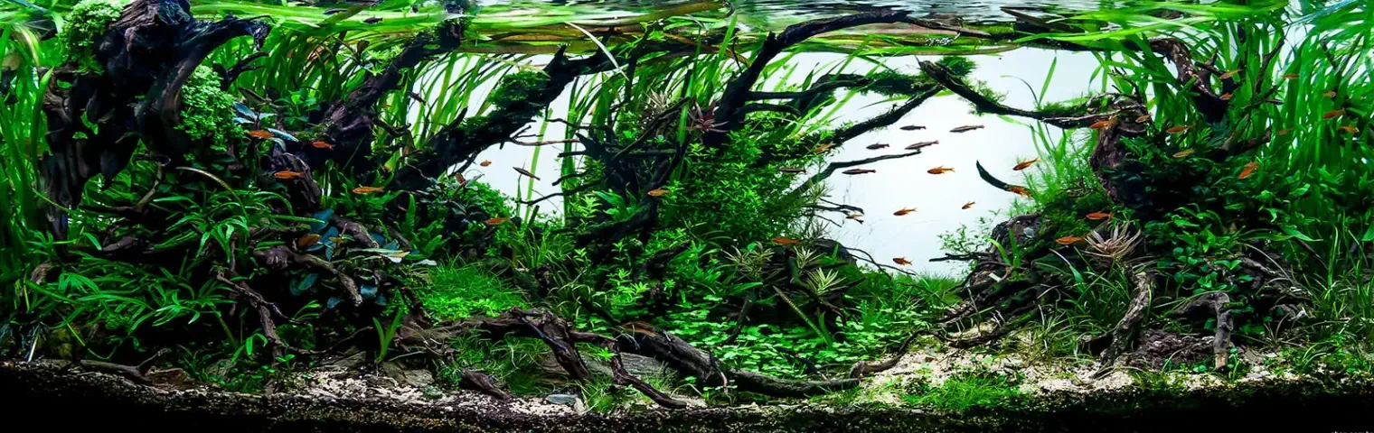 Jungle style aquarium layout