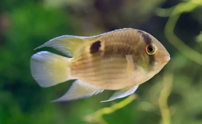 Keyhole Cichlid