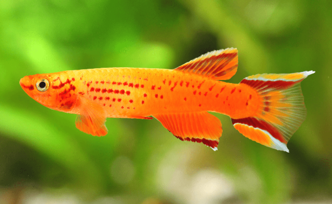 West African Killifish