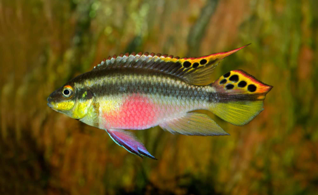 Kribensis