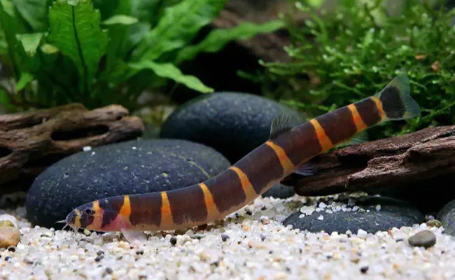Kuhli Loach