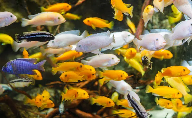 Lake Malawi Aquariums