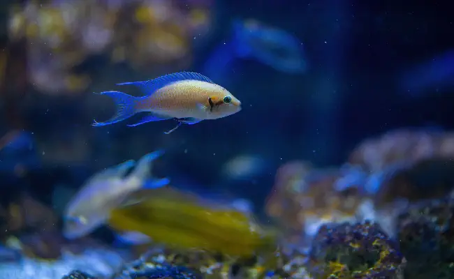 Lake Tanganyika Aquariums