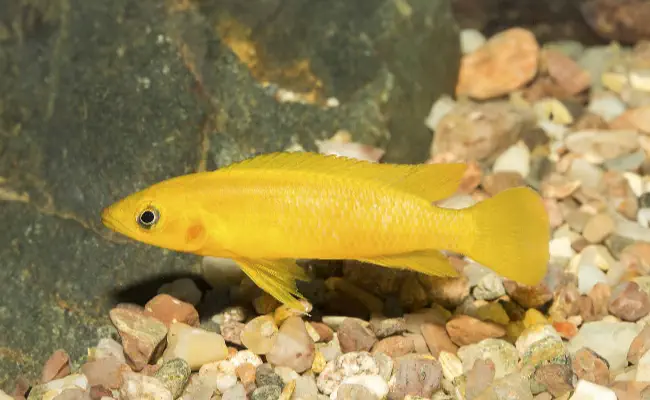 Leleupi / Lemon Cichlid