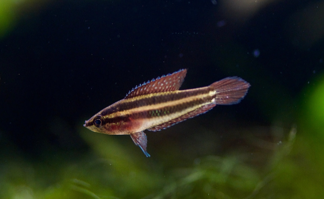 Licorice Gourami