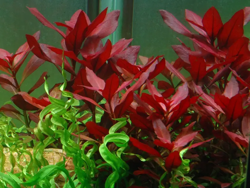 Ludwigia repens