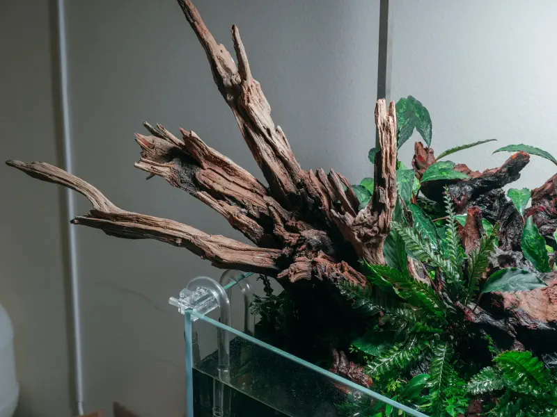 Malaysian Driftwood