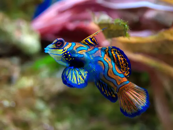 Mandarin Dragonet