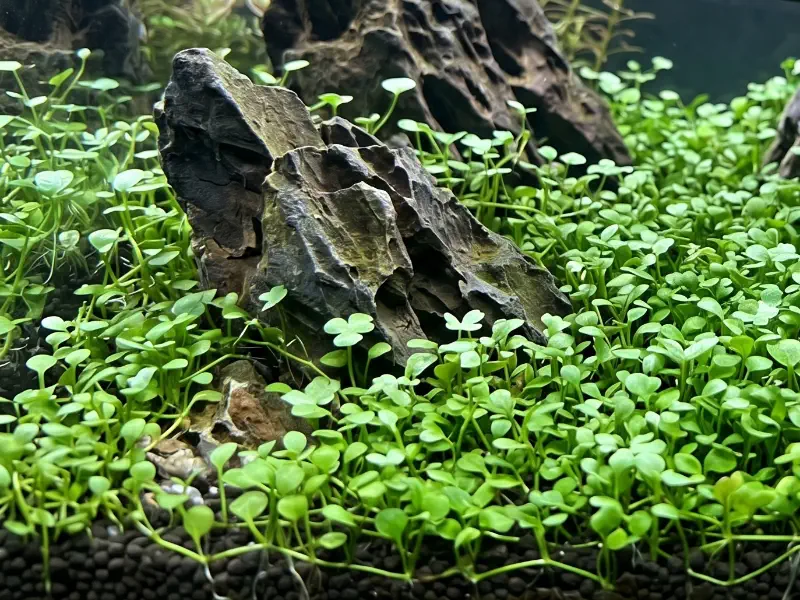 Marsilea