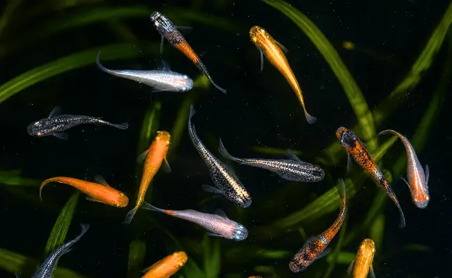Medaka - Japanese Rice Fish