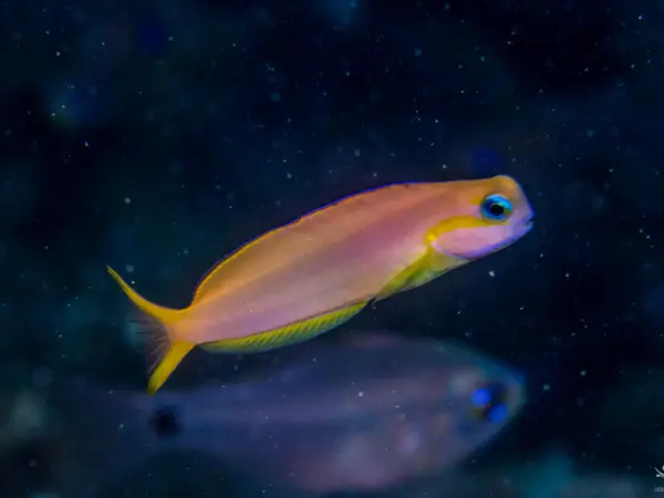 Midas Blenny