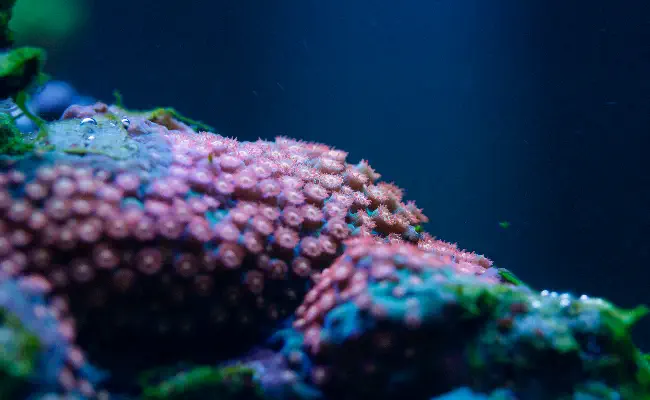 Montipora