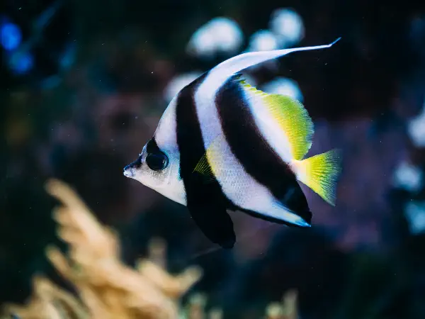 Moorish Idol