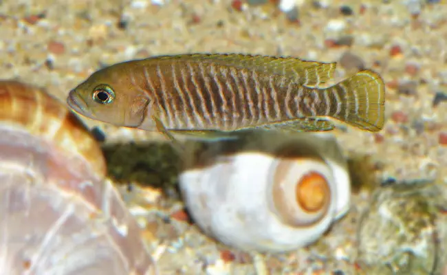 Multifasciatus
