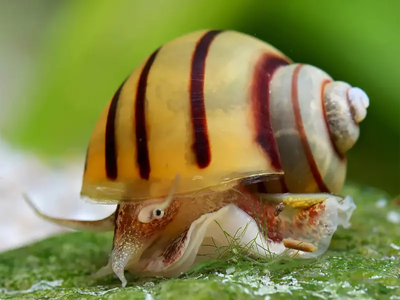 Mystery Snail