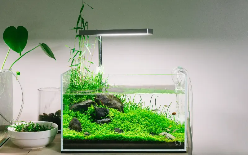 Nano Aquarium Setup Guide