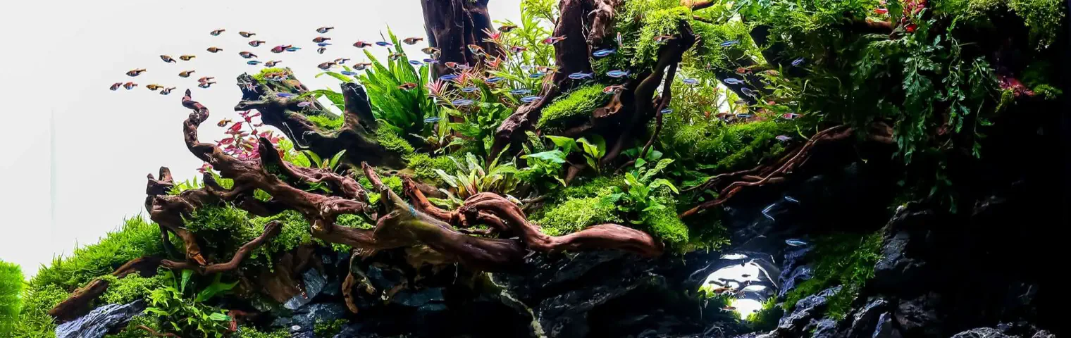 Nature Style aquascape layout