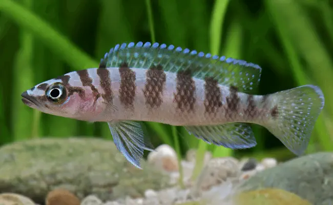 Neolamprologus Cylindricus