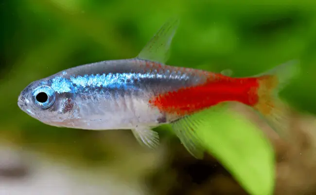 Neon Tetra