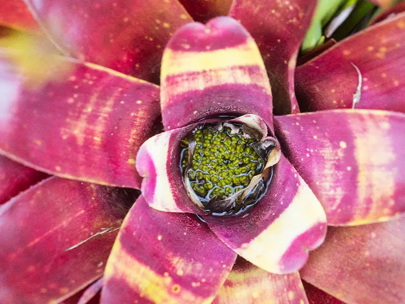 Neoregelia