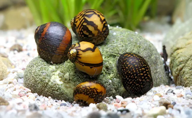 Nerite Snail