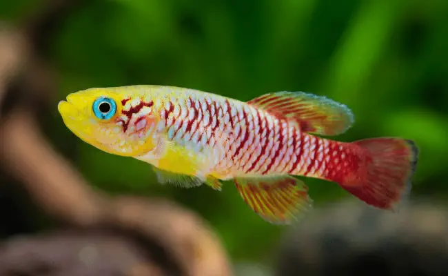Redtail Northo