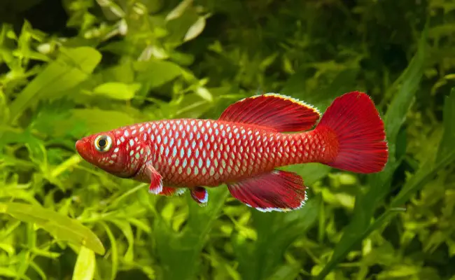 Rosy Killifish