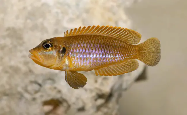 Ocellatus Gold