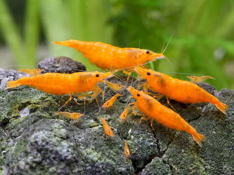Orange Fire Neocaridina shrimp