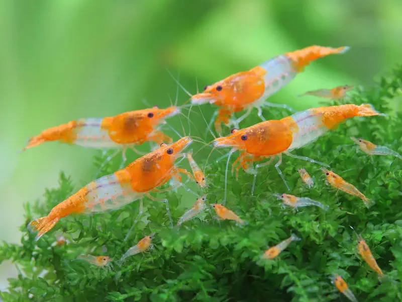 Orange Rili Neocaridina shrimp