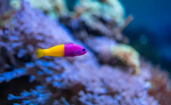 Orchid Dottyback