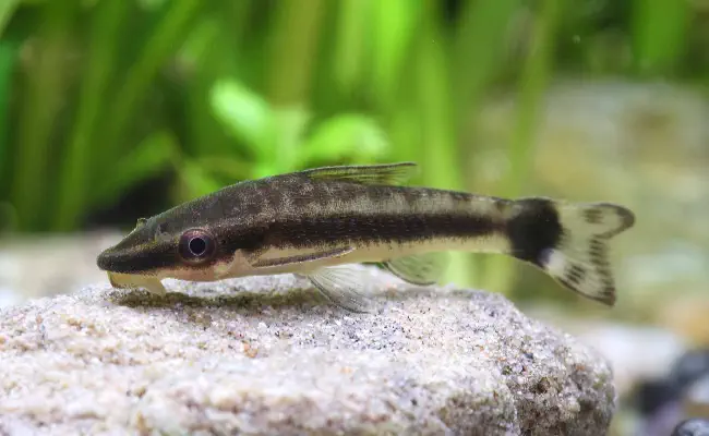 Otocinclus