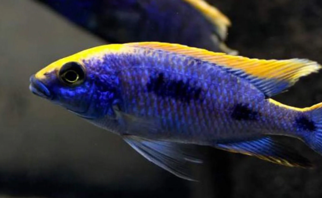 Otopharynx Lithobates