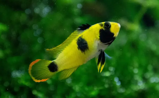 Panda Apisto