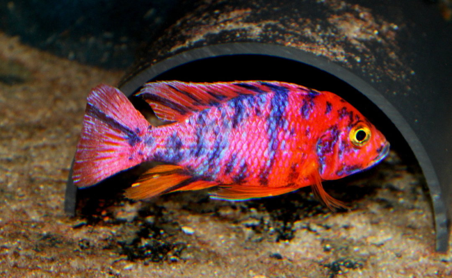 Peacock Cichlid