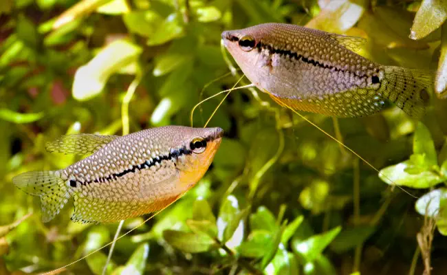 Pearl Gourami