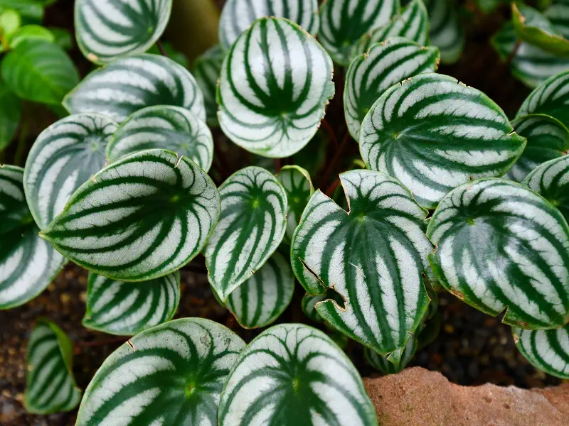 Peperomia