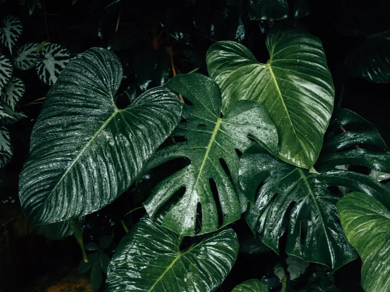 Philodendron