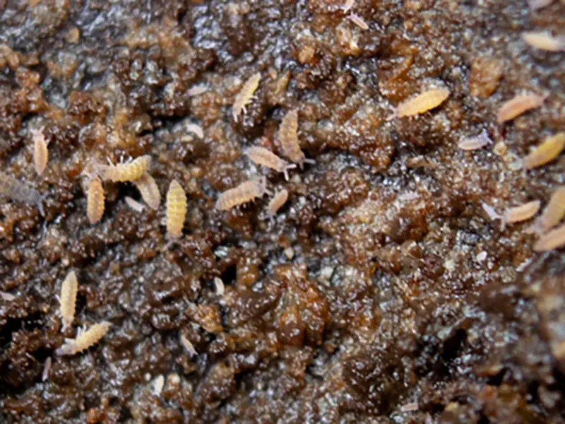 Pink Springtail