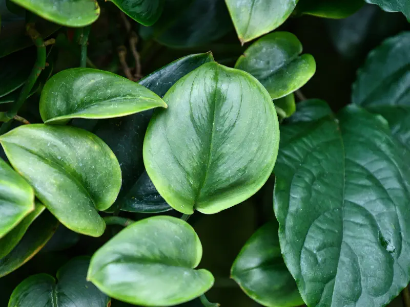 Pothos