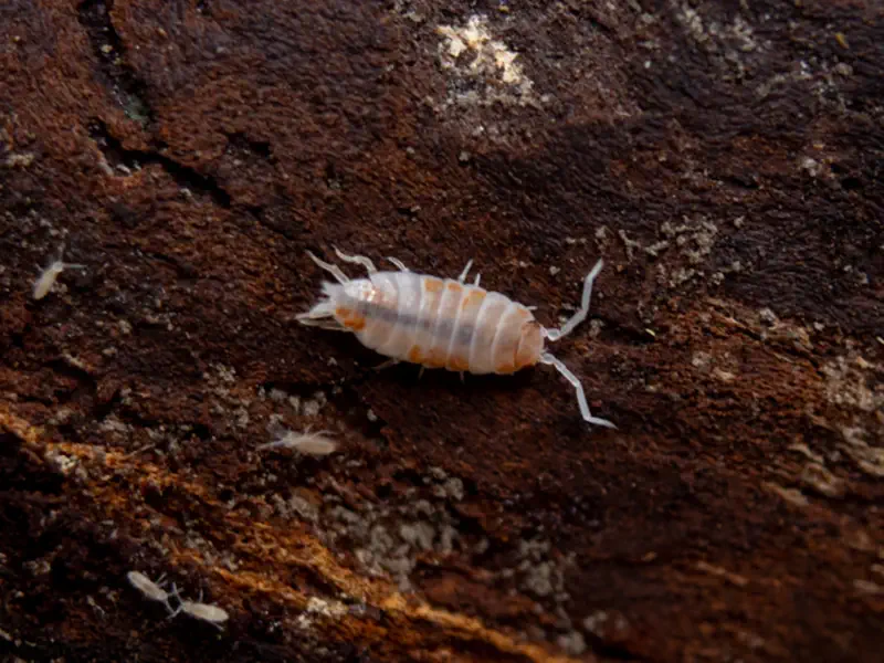 Powder Orange Isopod