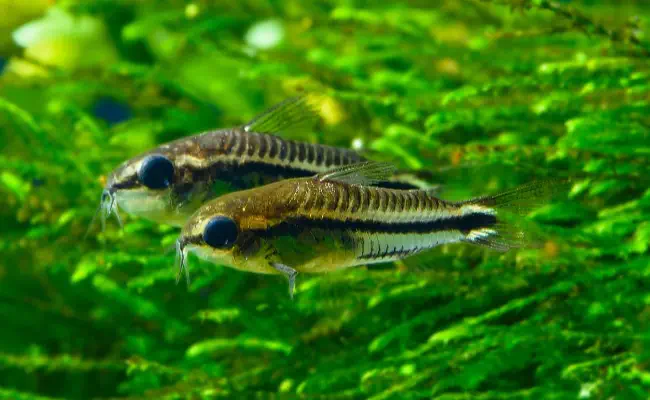 Pygmy Corydoras